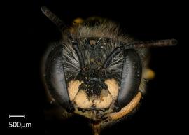   Anthidium duomarginatum nbsp;female face, photo: Tevan Brady 
